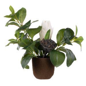 Rogue Protea Pod - Palermo Pot White 44x30x34cm