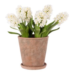 Rogue Hyacinth Plant - Chinon Pot White 40x48x47cm