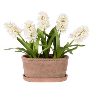 Rogue Hyacinth Plant - Chinon Oval Pot White 33x53x42cm