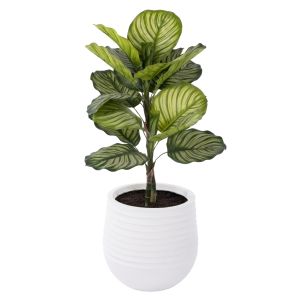 Rogue Calathea Plant - Ryker Planter Green 60x54x110cm