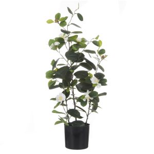 Rogue Camellia Tree White 30x35x70cm