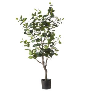 Rogue Camellia Tree White 65x60x120cm