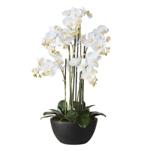Rogue Phalaenopsis Orchid Pot White 50x50x85cm