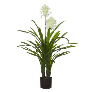 Rogue Flowering Dracaena White 100x100x120cm