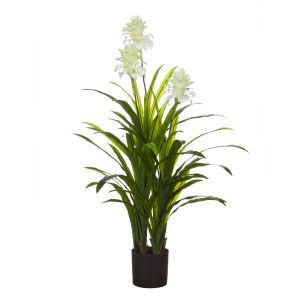 Rogue Flowering Dracaena White 110x110x140cm