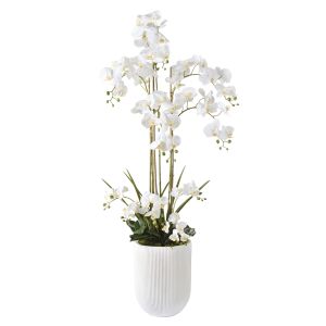 Rogue Phalaenopsis Orchid Pot White 42x68x150cm