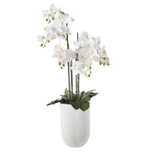Rogue Phalaenopsis Orchid Pot White 30x30x124cm