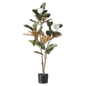 Rogue Magnolia Tree Green 42x52x115cm