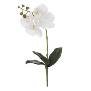 Rogue Phalaenopsis Orchid Plant White 13x13x40cm