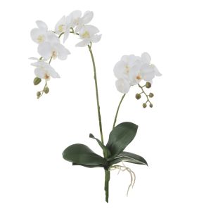 Rogue Phalaenopsis Orchid Plant White 23x23x70cm