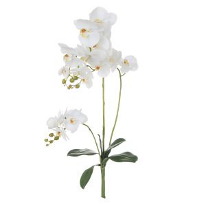Rogue Phalaenopsis Orchid Plant White 26x26x98cm