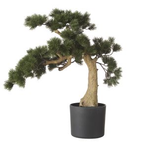Rogue Pine Bonsai Green 36x37x55cm