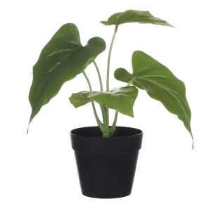 Rogue Anthurium Plant Green 25x53x22cm