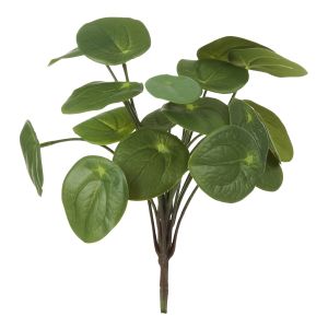 Rogue Pilea Bush Green 22x22x25cm