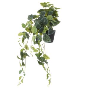 Rogue Fittonia Hanging Green 50x38x82cm