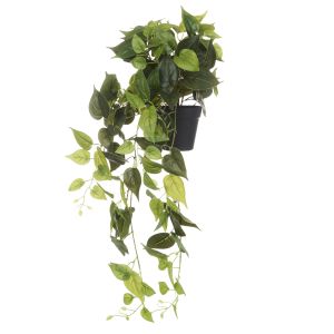 Rogue Pothos Hanging Green 50x40x80cm