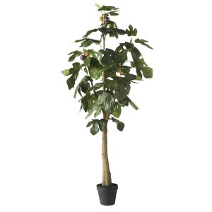 Rogue Fig Tree Green 43x43x120cm