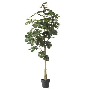 Rogue Fig Tree Green 48x48x150cm