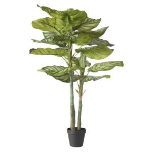 Rogue Calathea Plant Green 43x43x91cm