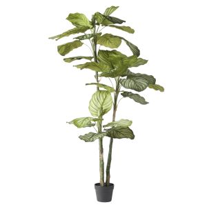 Rogue Calathea Plant Green 56x56x152cm