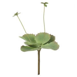 Rogue Flapjack Flowering Green 18x18x25cm