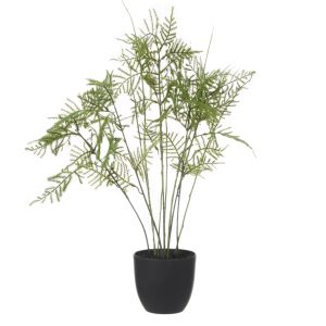 Rogue Asparagus Fern Pot Green 54x39x39cm