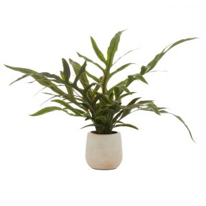 Rogue Blue Star Fern Pot Green 69x28x39cm