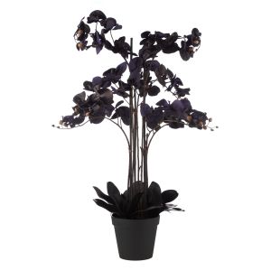 Rogue Phalaenopsis Orchid Matte Black 66x66x120cm