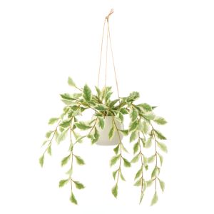 Rogue Ficus Hanging Pot White & Green 11x11x36cm