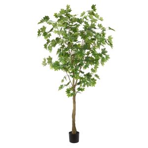 Rogue Maple Tree Green 66x66x210cm