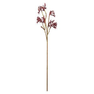 Rogue Kangaroo Paw Spray Red 62x18x16cm