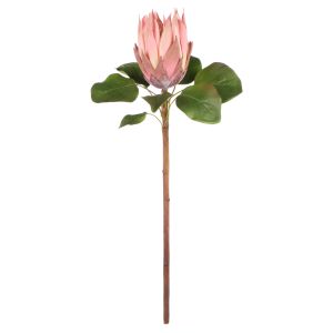 Rogue King Protea Pink 28x28x60cm