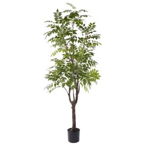 Rogue Wisteria Tree - Garden Pot Green 70x70x180cm