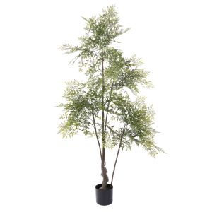 Rogue Ficus Tree - Garden Pot Green 80x85x150cm