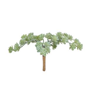 Rogue Mini Houseleek Spray Green 13x13x15cm