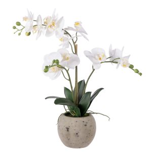 Rogue Phalaenopsis Orchid Pot White 34x15x56cm