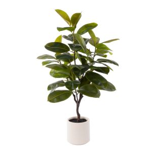Rogue Rubber Tree Potted Green 75x70x115cm