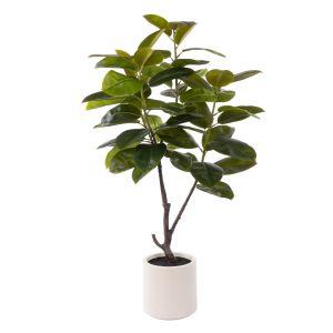 Rogue Rubber Tree Potted Green 90x70x150cm