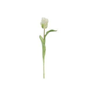 Rogue Parrot Tulip Stem White 7x7x48cm
