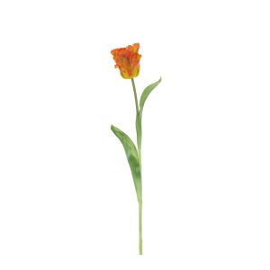 Rogue Parrot Tulip Stem Orange 7x7x48cm