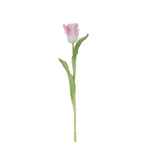 Rogue Parrot Tulip Stem Pink 7x7x48cm