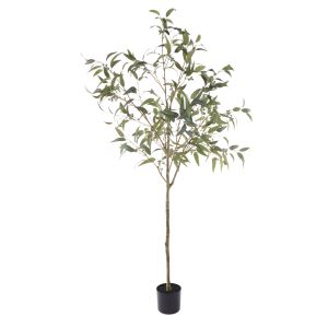 Rogue Eucalyptus Gumnut Tree - Garden Pot Green 17x14x200cm