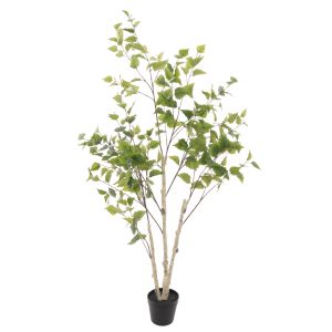 Rogue Silver Birch Tree - Garden Pot Green 66x66x155cm