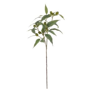 Rogue Eucalyptus Gum Nut Spray Green 40x28x79cm