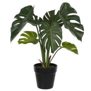 Rogue Monstera Plant - Garden Pot Green 38x38x45cm