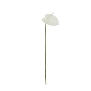 Rogue Anthurium Stem White 13x13x65cm