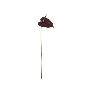 Rogue Anthurium Stem Burgundy 13x13x65cm
