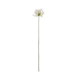 Rogue Agapanthus Stem White 15x15x75cm