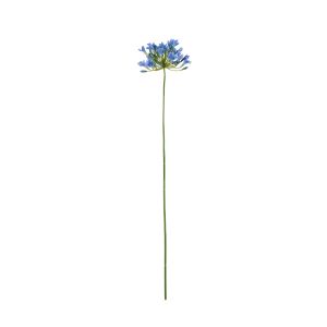 Rogue Agapanthus Stem Blue 15x15x75cm