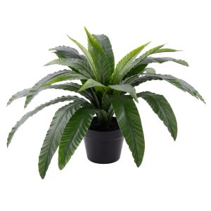 Rogue Bird Nest Fern UV - Garden Pot Green 33x33x55cm